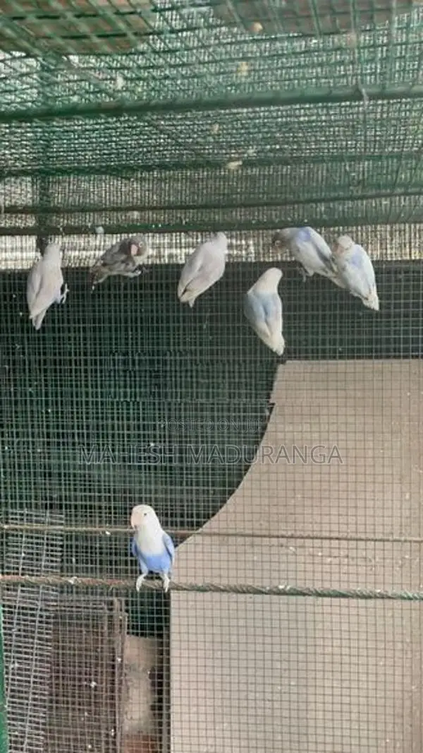 African Love Birds