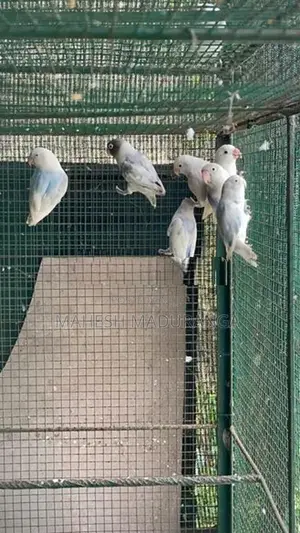 African Love Birds