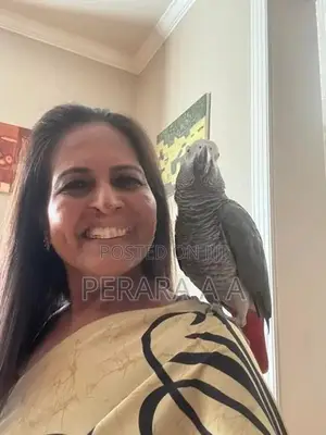 African Grey