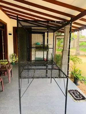 African Grey