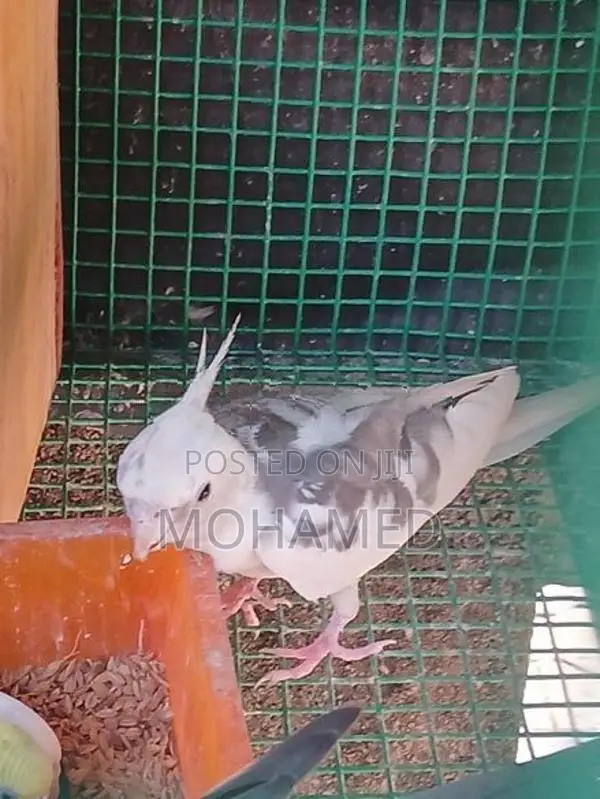Cocktail Pair