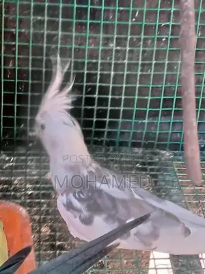 Cocktail Pair