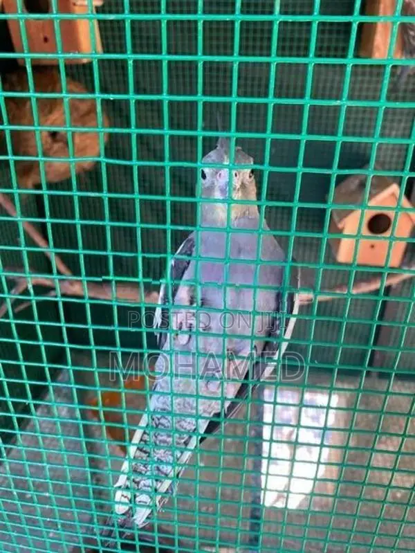 Cocktail Pair