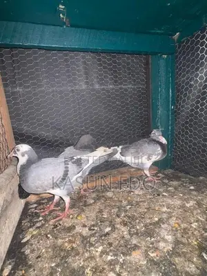 Pigeons