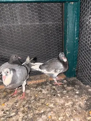 Pigeons