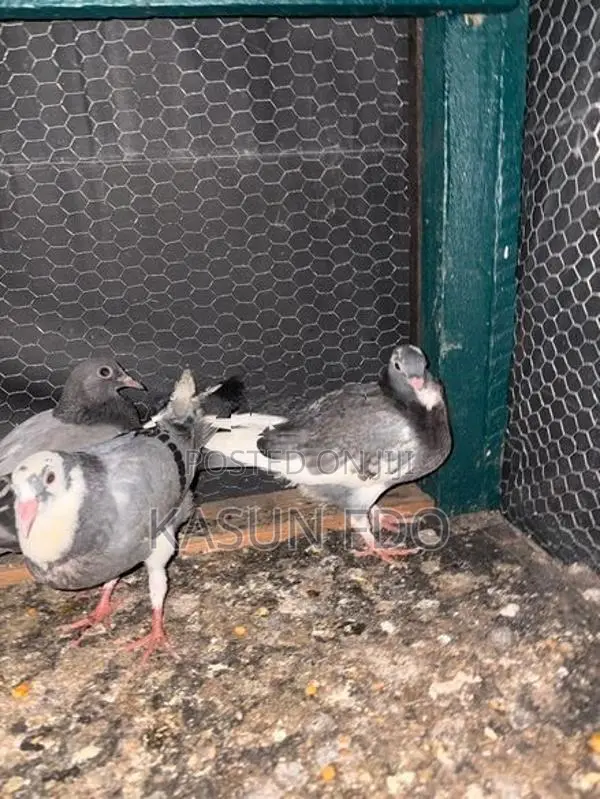 Pigeons