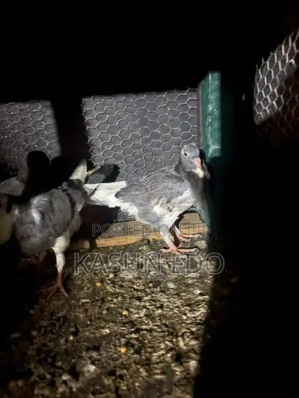 Pigeons