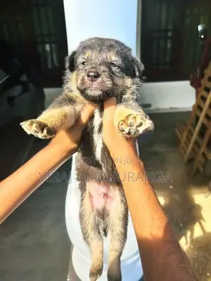 Loin Shepherd Puppies