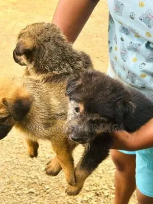 Loin Shepherd Puppies