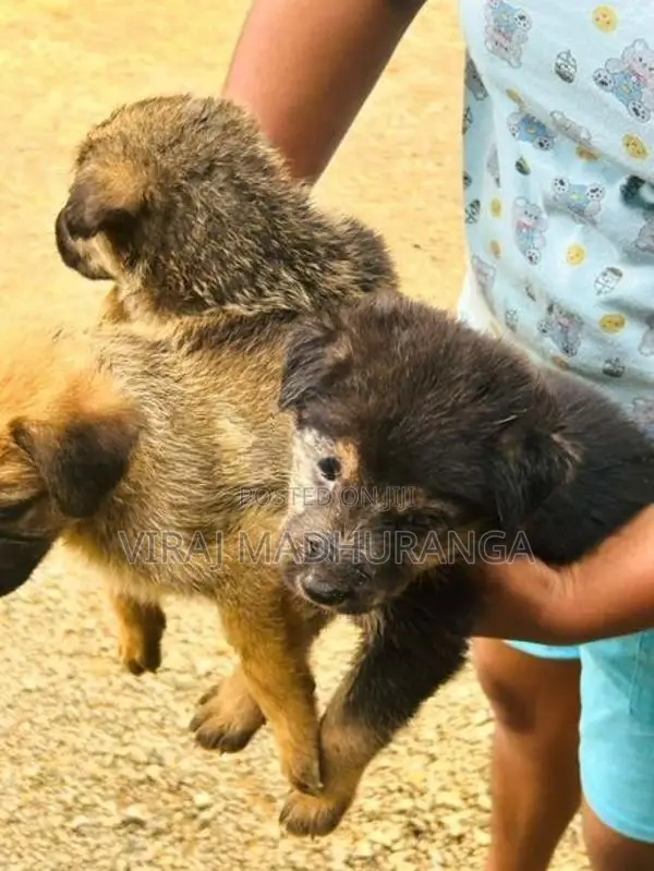 Loin Shepherd Puppies