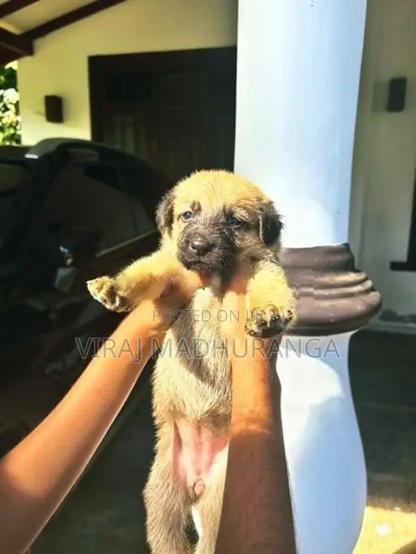 Loin Shepherd Puppies