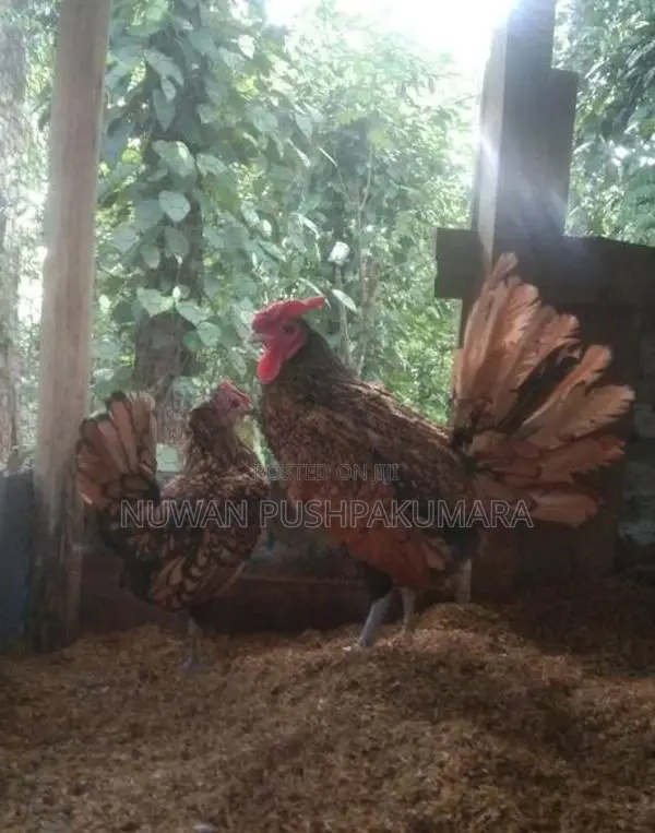 සෙබ්‍රයිට් කුකුලන්