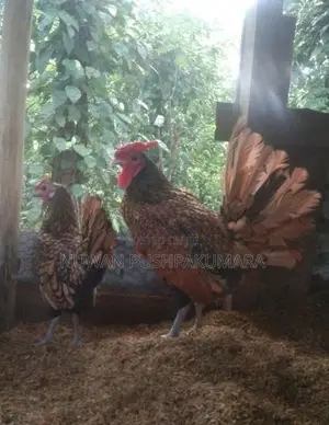 සෙබ්‍රයිට් කුකුලන්