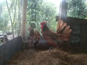 සෙබ්‍රයිට් කුකුලන්