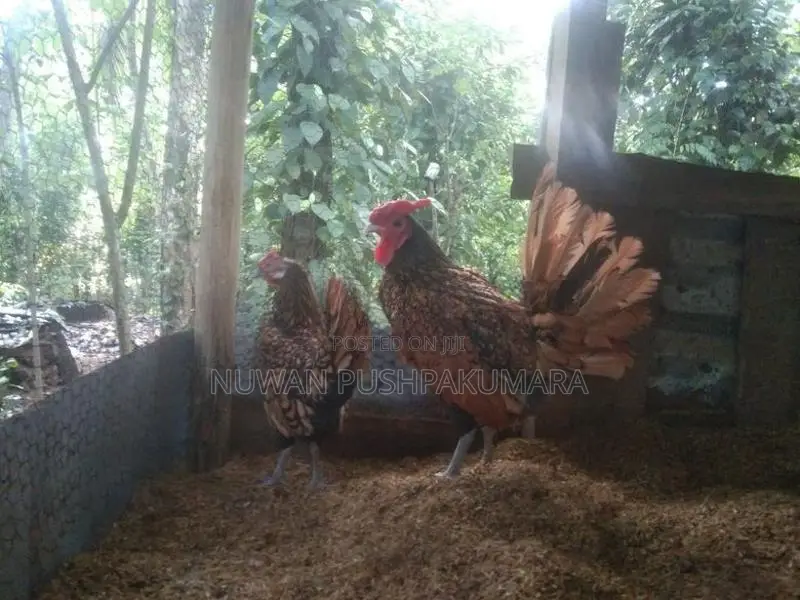 සෙබ්‍රයිට් කුකුලන්