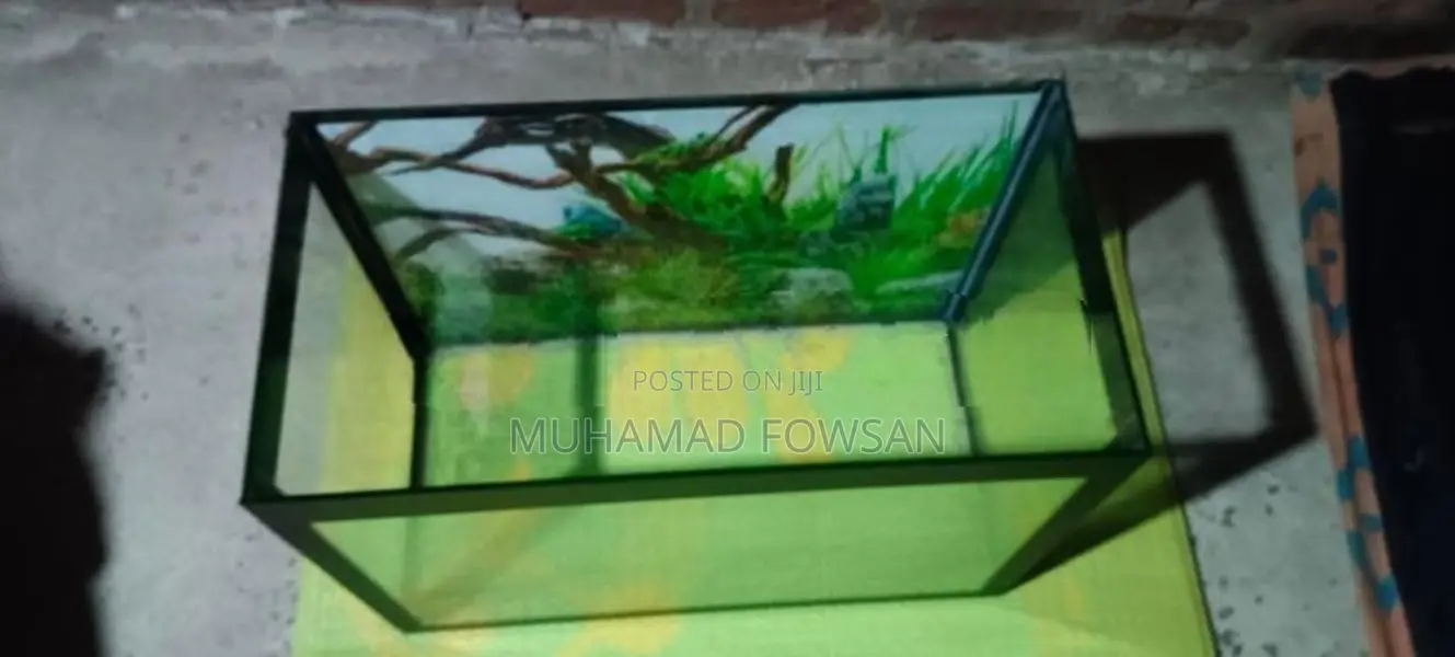 New Fish Tank 1 ½ × 2