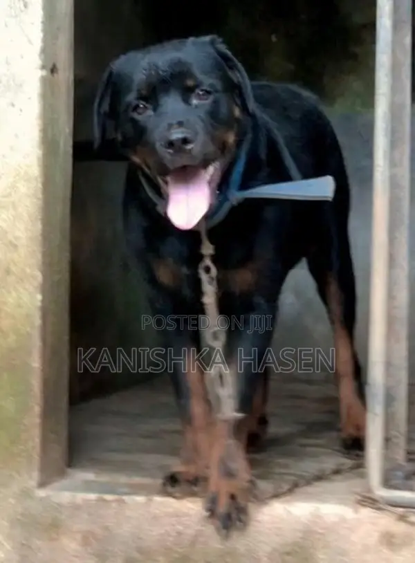 Rottweiler Female Dog