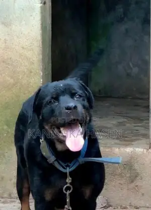 Rottweiler Female Dog