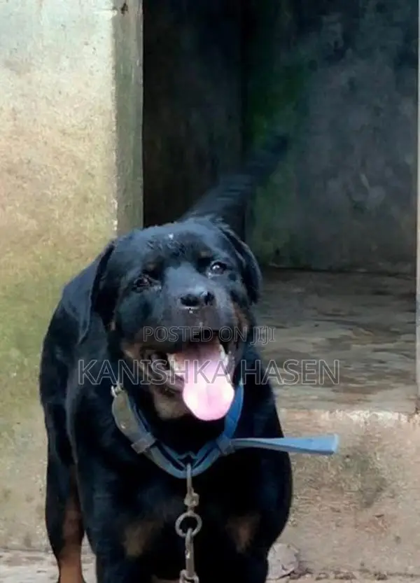 Rottweiler Female Dog