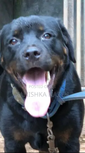 Rottweiler Female Dog