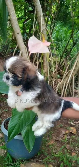 ShihTzu Puppy