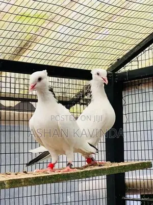 මදර් කොන්ඩ පරවියාන්