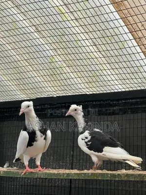 මදර් කොන්ඩ පරවියාන්