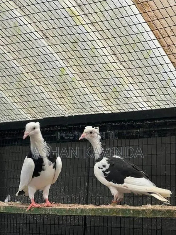 මදර් කොන්ඩ පරවියාන්