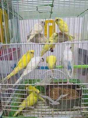 Love Birds