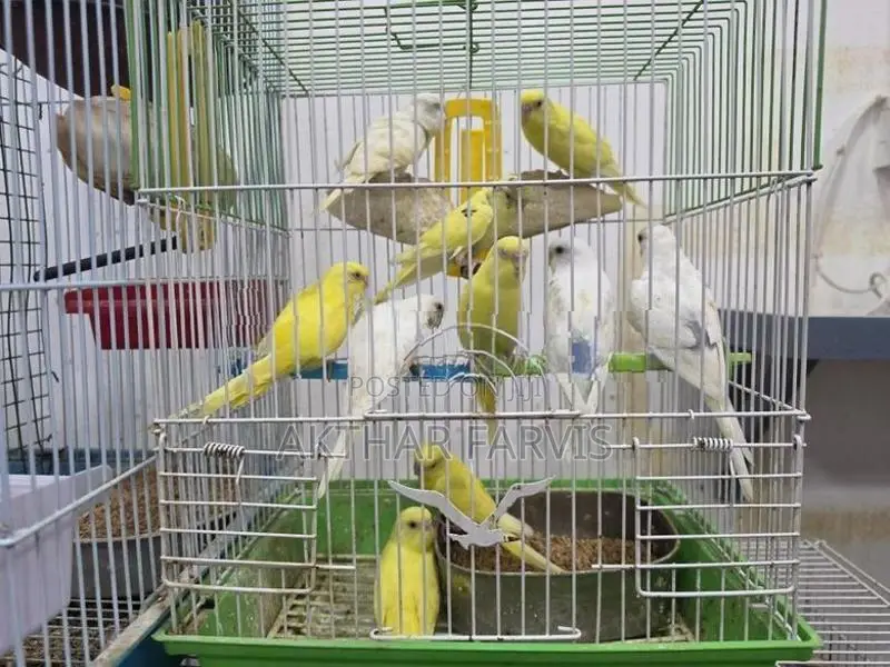 Love Birds