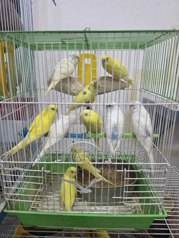 Love Birds