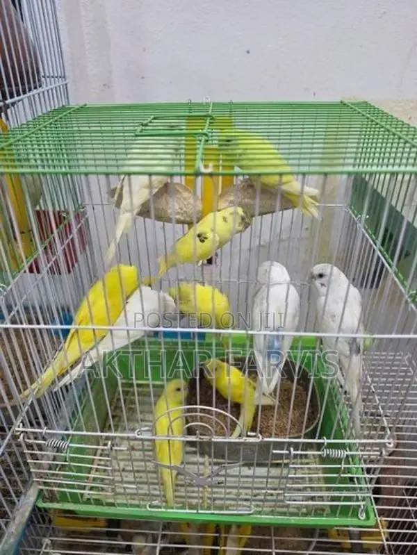 Love Birds