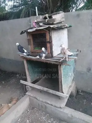 முகவெள்ள சோடி