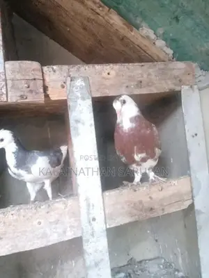 முகவெள்ள சோடி