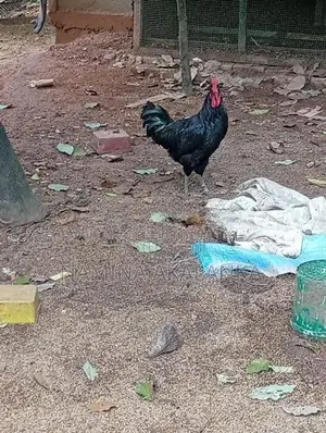 5 Month Hens