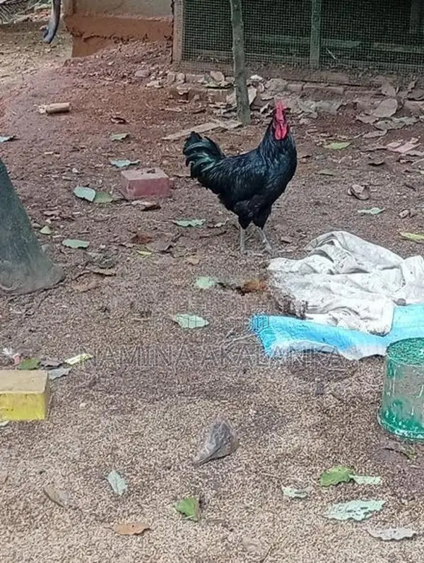 5 Month Hens