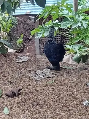5 Month Hens