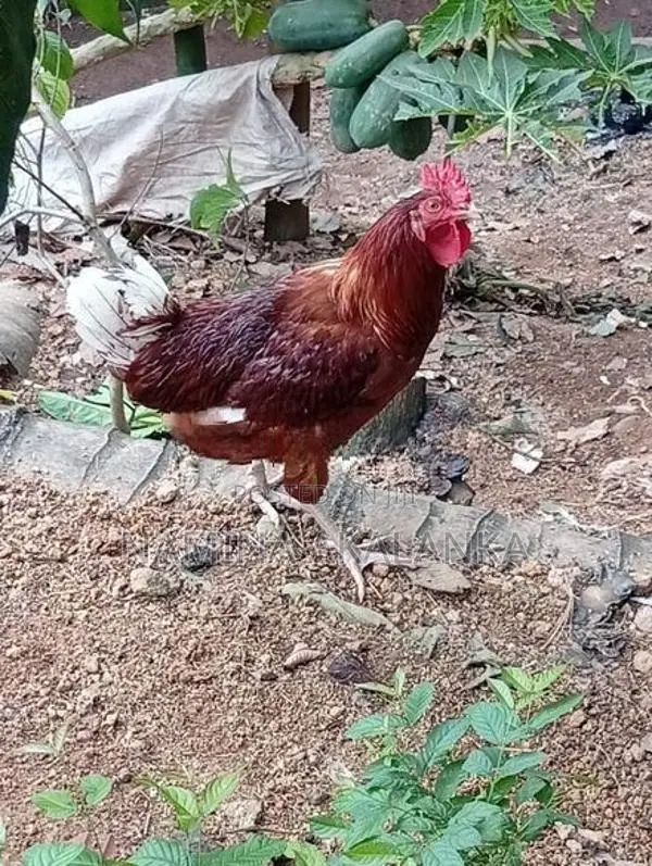 5 Month Hens