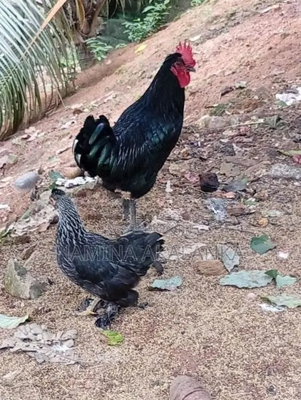 5 Month Hens
