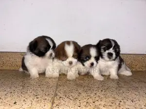 Shih Tzu Puppies