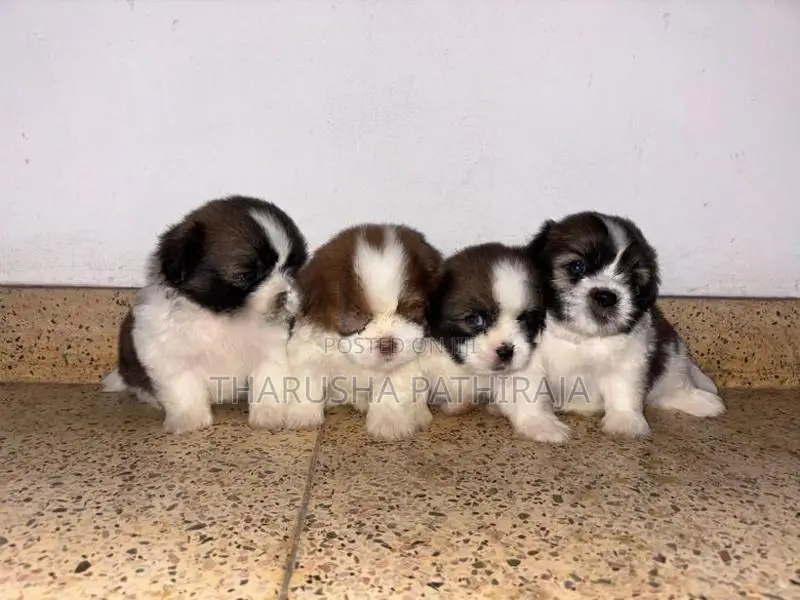 Shih Tzu Puppies