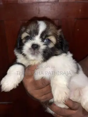 Shih Tzu Puppies