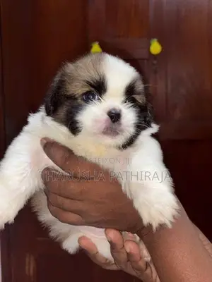 Shih Tzu Puppies