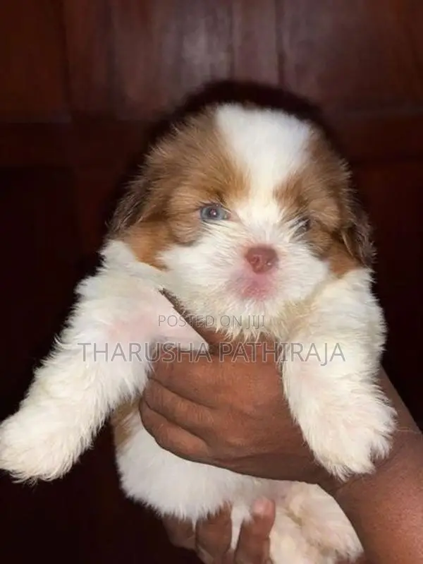 Shih Tzu Puppies