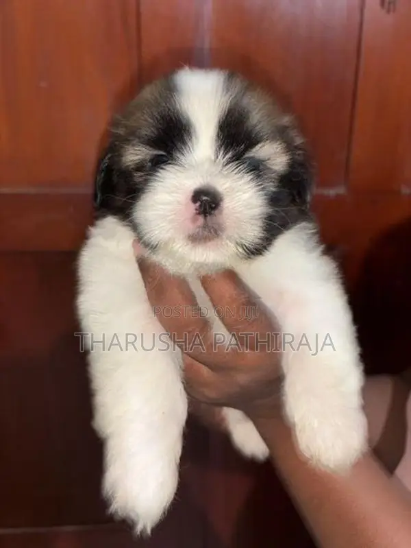 Shih Tzu Puppies