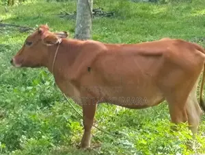 උසස් ආරයේ වැස්සි නෑම්බ් සහ වස්සා