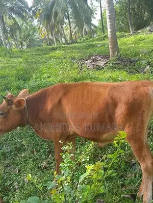 උසස් ආරයේ වැස්සි නෑම්බ් සහ වස්සා
