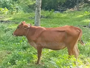 උසස් ආරයේ වැස්සි නෑම්බ් සහ වස්සා