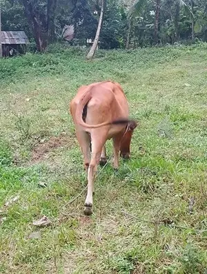 උසස් ආරයේ වැස්සි නෑම්බ් සහ වස්සා