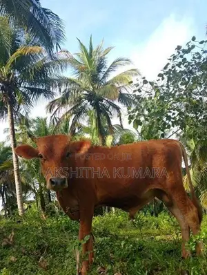 උසස් ආරයේ වැස්සි නෑම්බ් සහ වස්සා